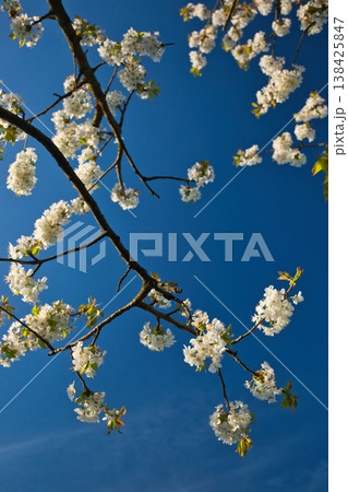 Branches with white flowers of a fruit tree against the sky Branches with white flowers of a fruit tree against the sky 138425847