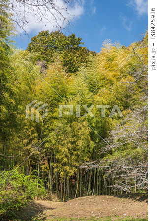 安土山の竹林 安土城跡 滋賀県近江八幡市 安土山の竹林 安土城跡 滋賀県近江八幡市 138425916
