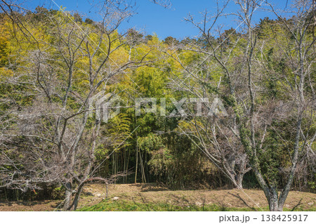 安土山の竹林 安土城跡 滋賀県近江八幡市 安土山の竹林 安土城跡 滋賀県近江八幡市 138425917