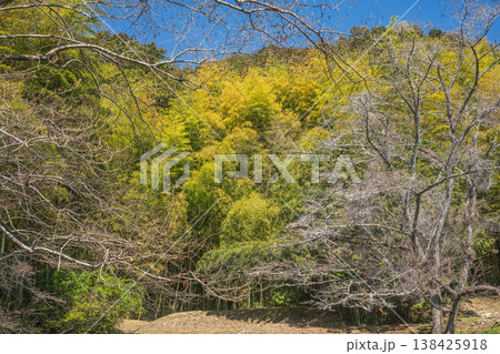 安土山の竹林 安土城跡 滋賀県近江八幡市 安土山の竹林 安土城跡 滋賀県近江八幡市 138425918