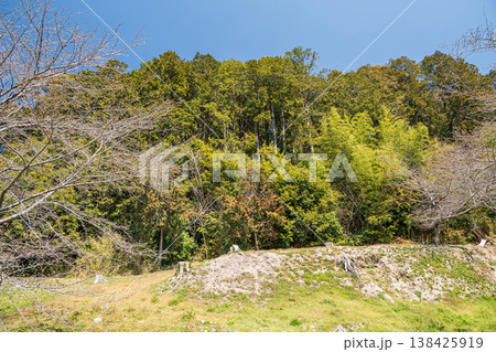 安土山の竹林　安土城跡　滋賀県近江八幡市 138425919
