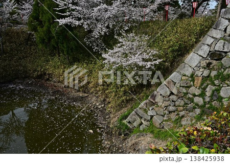 春の郡山城跡を彩る満開の桜 138425938