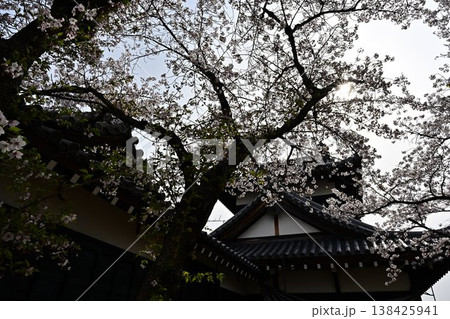 春の郡山城跡を彩る満開の桜 138425941