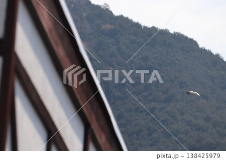 コウノトリ コウノトリ 138425979