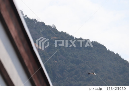 コウノトリ コウノトリ 138425980