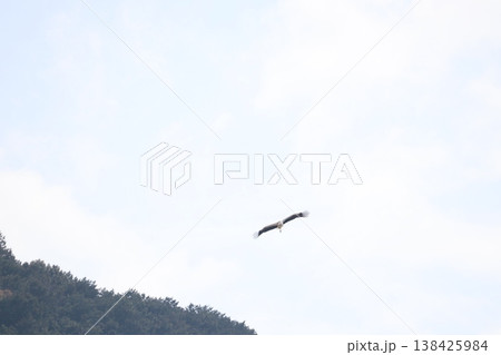 コウノトリ コウノトリ 138425984