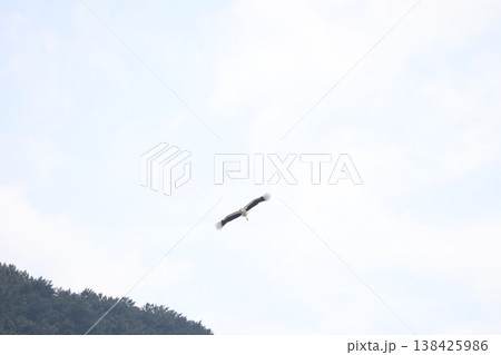 コウノトリ コウノトリ 138425986