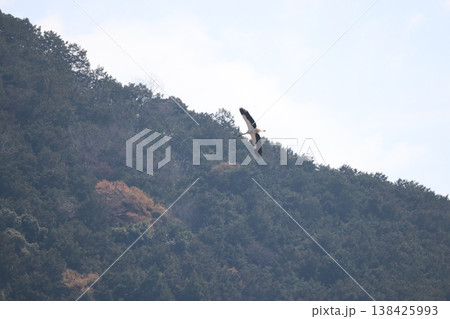 コウノトリ 138425993