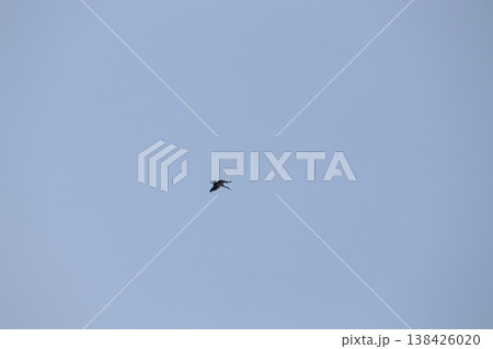 コウノトリ 138426020