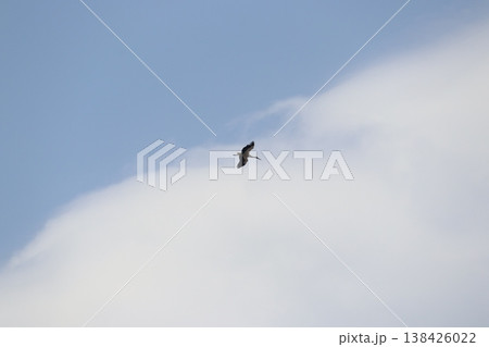 コウノトリ 138426022