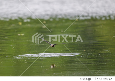 水面を高速飛行するハリオアマツバメ 水面を高速飛行するハリオアマツバメ 138426052