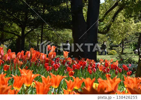 春の公園に咲く色とりどりのチューリップ 春の公園に咲く色とりどりのチューリップ 138426255