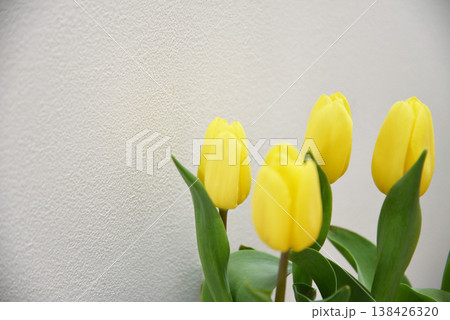 黄色いチューリップの花束のクローズアップ 春のフラワーイメージ 黄色いチューリップの花束のクローズアップ 春のフラワーイメージ 138426320