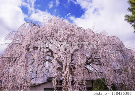 桜咲く本満寺　枝垂れ桜の名所　出町の妙見さん　京都観光スポット 138426396