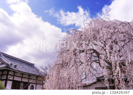 桜咲く本満寺 枝垂れ桜の名所 出町の妙見さん 京都観光スポット 桜咲く本満寺 枝垂れ桜の名所 出町の妙見さん 京都観光スポット 138426397