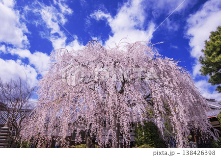 桜咲く本満寺　枝垂れ桜の名所　出町の妙見さん　京都観光スポット 138426398