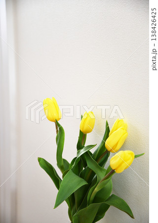 縦構図の黄色いチューリップの花束 シンプルな春の花イメージ 縦構図の黄色いチューリップの花束 シンプルな春の花イメージ 138426425