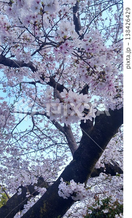 満開になった桜 満開になった桜 138426429