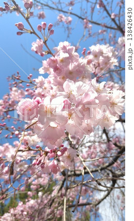 春の陽気に誘われて 138426430