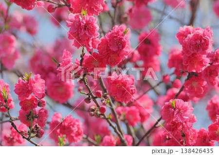 濃いピンクの八重桜 138426435