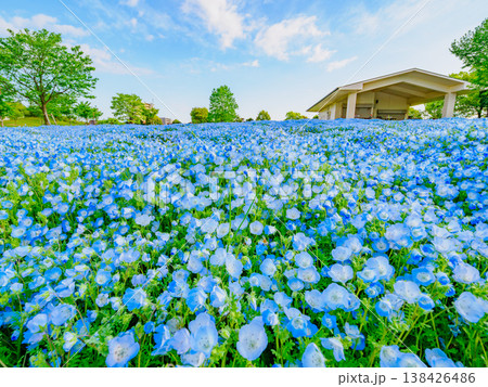 都内の絶景、舎人公園を彩るネモフィラブルーの絨毯 138426486