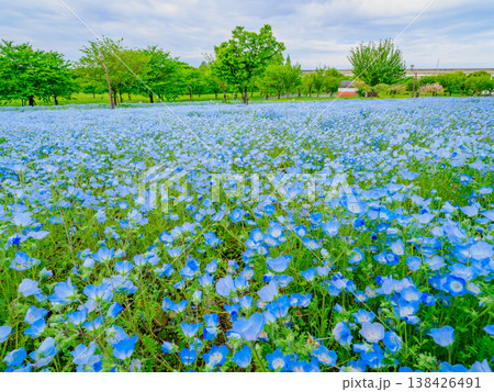 都内の絶景、舎人公園を彩るネモフィラブルーの絨毯 138426491
