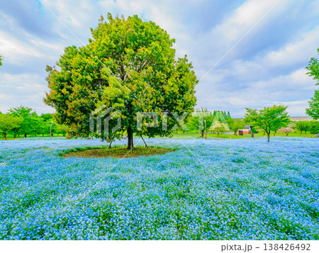 都内の絶景、舎人公園を彩るネモフィラブルーの絨毯 138426492