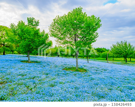都内の絶景、舎人公園を彩るネモフィラブルーの絨毯 138426493