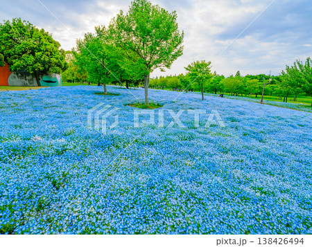 都内の絶景、舎人公園を彩るネモフィラブルーの絨毯 138426494