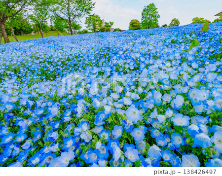 都内の絶景、舎人公園を彩るネモフィラブルーの絨毯 都内の絶景、舎人公園を彩るネモフィラブルーの絨毯 138426497