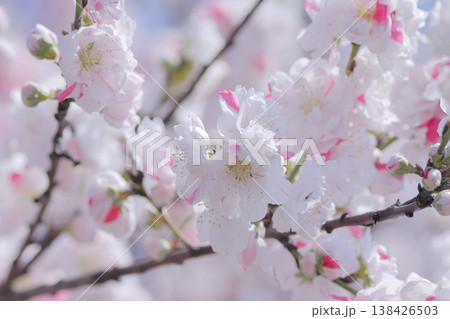ピンク色模様の桜の花 ピンク色模様の桜の花 138426503