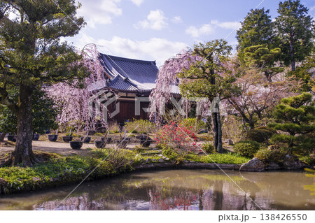 桜咲く法金剛院 京都の桜の名所 京都観光スポット 浄土式庭園と桜 関西花の寺 桜咲く法金剛院 京都の桜の名所 京都観光スポット 浄土式庭園と桜 関西花の寺 138426550