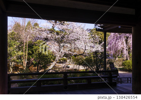 桜咲く法金剛院 京都の桜の名所 京都観光スポット 浄土式庭園と桜 関西花の寺 桜咲く法金剛院 京都の桜の名所 京都観光スポット 浄土式庭園と桜 関西花の寺 138426554