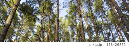 Tall pine trees rise in green forest panorama under soft sunlight and clear sky. Peaceful summer Tall pine trees rise in green forest panorama under soft sunlight and clear sky. Peaceful summer 138426831
