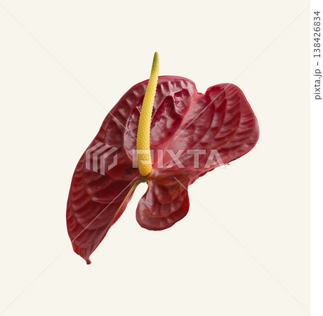 Red anthurium blossom with glossy scarlet spathe and yellow spike. Exotic tropical flower closeup Red anthurium blossom with glossy scarlet spathe and yellow spike. Exotic tropical flower closeup 138426834