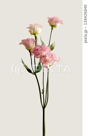 Pink chrysanthemum blossom with soft petals and graceful stem. Autumn floral concept shows delicate Pink chrysanthemum blossom with soft petals and graceful stem. Autumn floral concept shows delicate 138426840