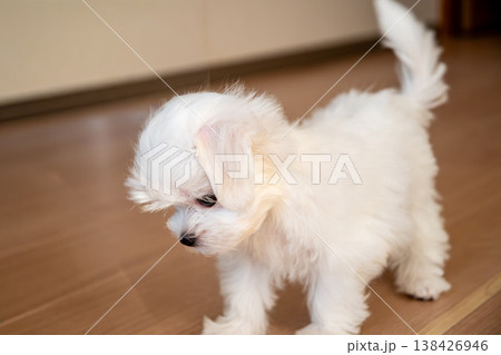 抱きしめたくなるほど愛らしいマルチーズ 抱きしめたくなるほど愛らしいマルチーズ 138426946