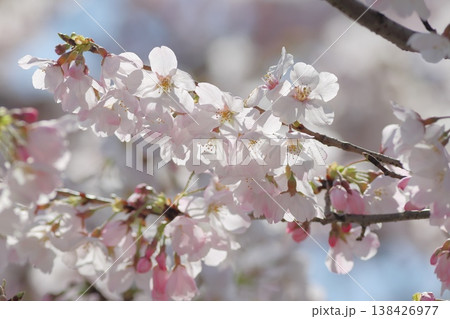 光と桜の花 光と桜の花 138426977