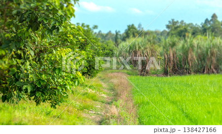 Lush greenery lines a narrow dirt path Lush greenery lines a narrow dirt path 138427166