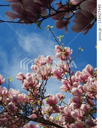 Pink magnolia blossoms fill the frame against a bright blue sky, evoking spring renewal, warmth and delicate beauty as sunlit flowering branches stretch overhead with fresh green buds. Pink magnolia blossoms fill the frame against a bright blue sky, evoking spring renewal, warmth and delicate beauty as sunlit flowering branches stretch overhead with fresh green buds. 138427440