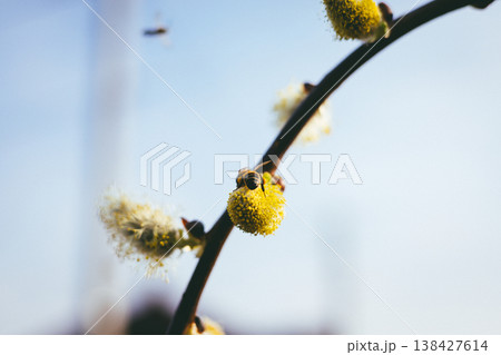 Honey bee gathering pollen on yellow fluffy willow catkin in spring, blooming salix tree branch against clear blue sky, biodiversity and pollination concept, nature renewal, soft morning light. 138427614