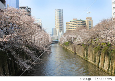 2026年 目黒川の桜 2026年 目黒川の桜 138427769