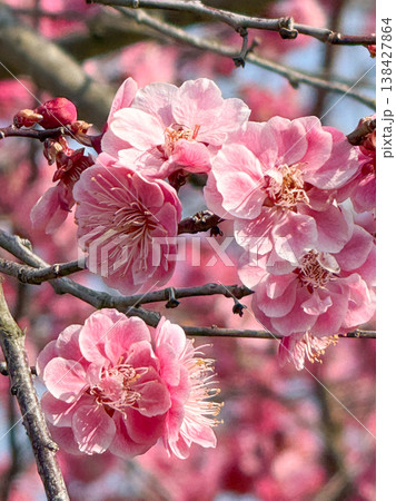 春のピンク色の梅の花のクローズアップ 春のピンク色の梅の花のクローズアップ 138427864