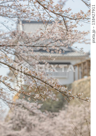 石垣の城壁を包む、津山自慢の桜カーテン 石垣の城壁を包む、津山自慢の桜カーテン 138427911