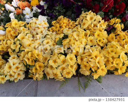 黄色いビオラが満開の花壇 138427931