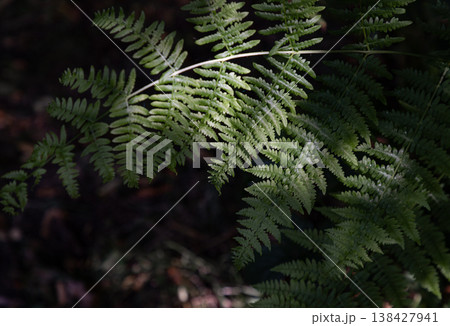 Dappled sunlight filters through a dense canopy, illuminating the intricate, emerald fronds of a fern as they unfurl against a shadowed forest floor. Dappled sunlight filters through a dense canopy, illuminating the intricate, emerald fronds of a fern as they unfurl against a shadowed forest floor. 138427941