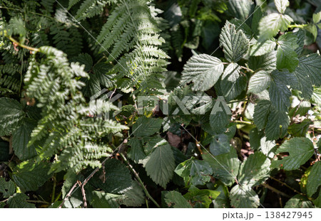 A dense, tangled thicket of emerald ferns and toothed bramble leaves intertwines, showcasing intricate textures in a dramatic play of dappled sunlight and deep shadow, with hints of dry forest debris 138427945