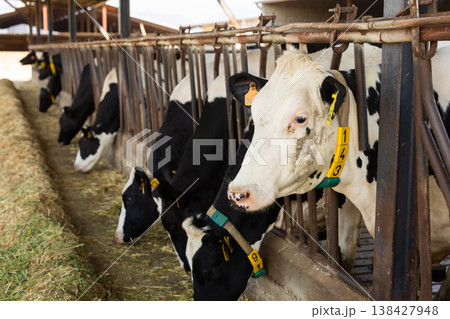 Cows feeding on hay in barn 138427948