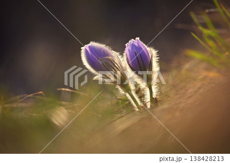 Spring flower. Nature with meadow and sunset. Seasonal concept for springtime. Beautifully blossoming pasque flower and sun with a natural colored background. (Pulsatilla grandis) 138428213