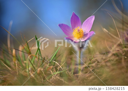 Spring background with flowers in meadow. Pasque Flower (Pulsatilla grandis) Spring background with flowers in meadow. Pasque Flower (Pulsatilla grandis) 138428215